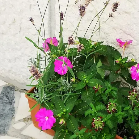 Apartamento Meje *